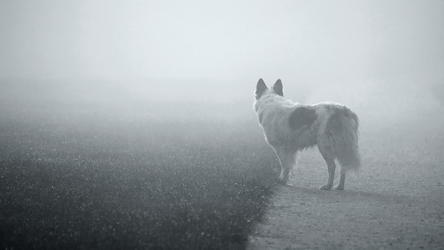 Fog dog astronaut moon stars free wallpaper for desktop - medium preview image