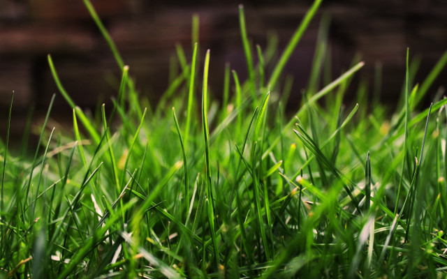 Green grass brick wall blurry free wallpaper for desktop - medium preview image