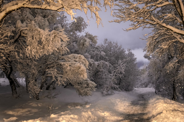 Snowy path forest snowflakes winter free wallpaper for desktop - medium preview image