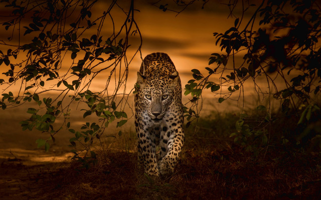 Leopard night field sunset tree free wallpaper for desktop - medium preview image