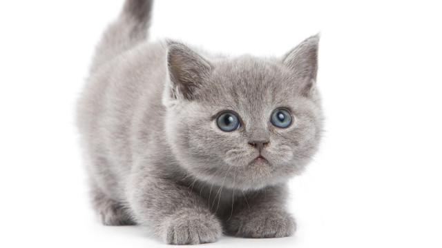 Small gray kitten blue eyes free wallpaper for desktop - medium preview image