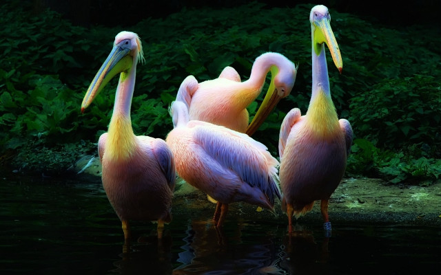 Pelicans water forest nature immpressionist free wallpaper for desktop - medium preview image