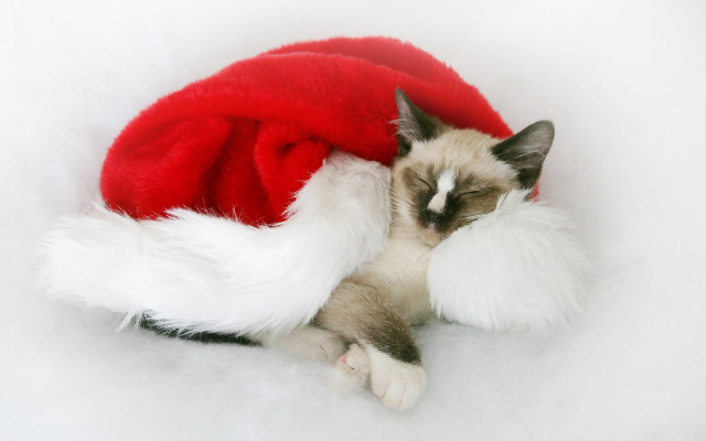 Cat santa hat sleeping pillow free wallpaper for desktop - medium preview image