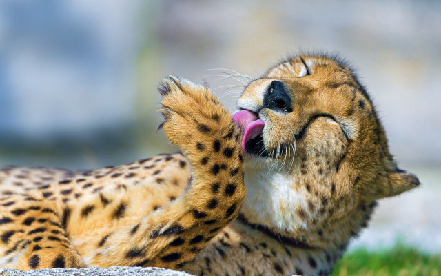 Cheetah tongue out eyes closed free wallpaper for desktop - medium preview image