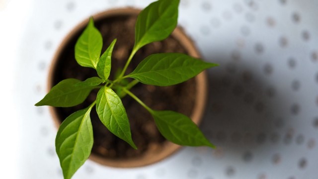 Small potted plant green leaves free wallpaper for desktop - medium preview image