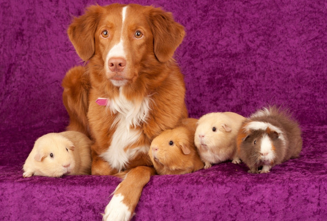 Dog guinea pigs purple couch free wallpaper for desktop - medium preview image