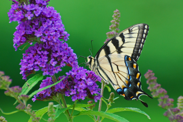 Butterfly purple flower green background free wallpaper for desktop - medium preview image