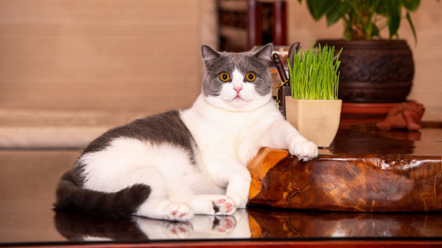 Cat plant grass net art free wallpaper for desktop - medium preview image