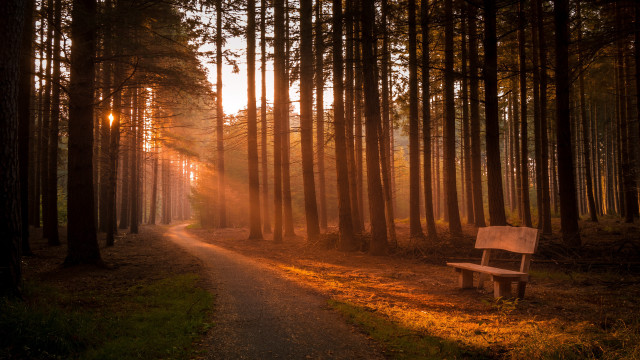 Forest bench sunset jigsaw light free wallpaper for desktop - medium preview image