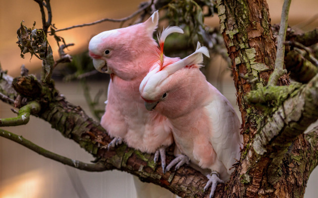 Pink birds perched branch art free wallpaper for desktop - medium preview image