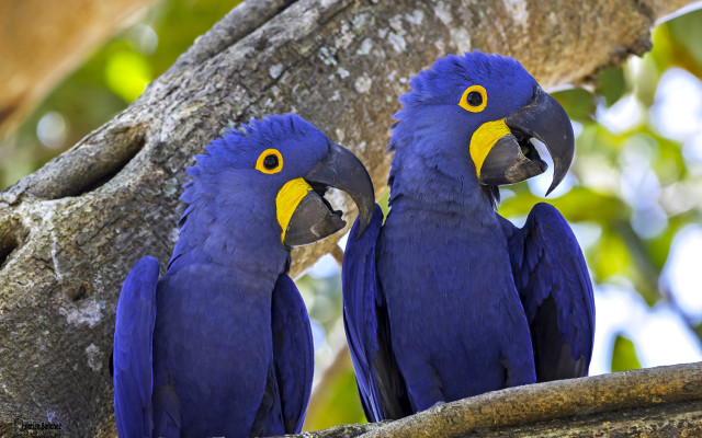 Blue parrots branch green background free wallpaper for desktop - medium preview image