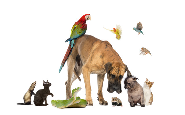 Dog cats bird head furry free wallpaper for desktop - medium preview image