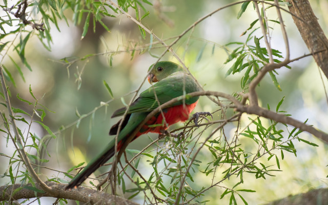 Green red bird tree branch free wallpaper for desktop - medium preview image