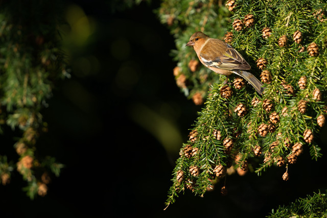 Bird branch cones nature blurry free wallpaper for desktop - medium preview image