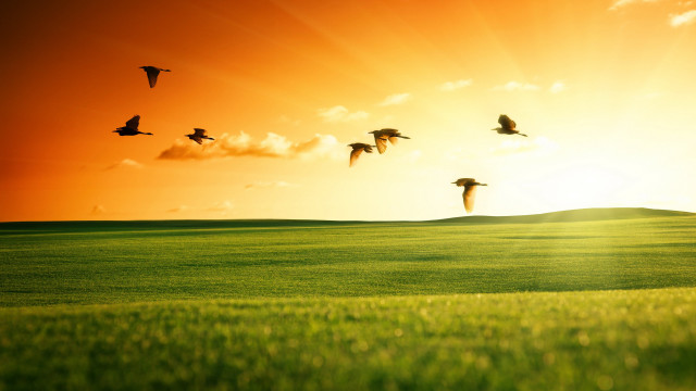 Birds field sunset green grass free wallpaper for desktop - medium preview image