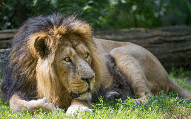 Lion grass log foreground background free wallpaper for desktop - medium preview image