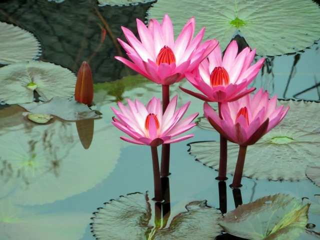 Pink waterlilies pond bird cloisonnism free wallpaper for desktop - medium preview image