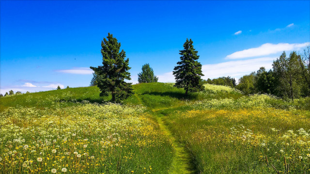 Grassy field trail hill forest free wallpaper for desktop - medium preview image