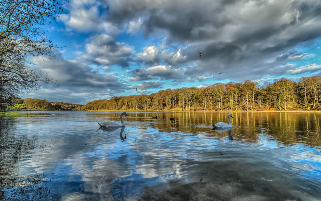 Swans lake trees clouds bird #2 free wallpaper for desktop - medium preview image
