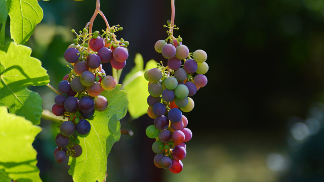 Grapes hanging from branch leaves free wallpaper for desktop - medium preview image