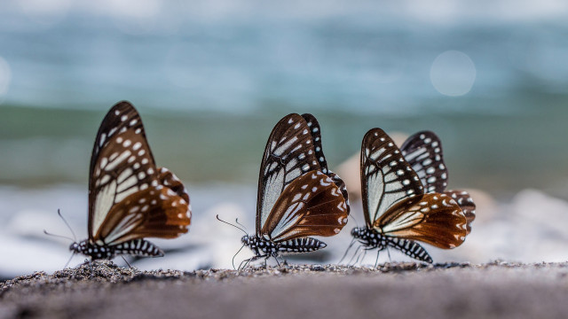 Three butterflies sand ocean blurry #2 free wallpaper for desktop - medium preview image