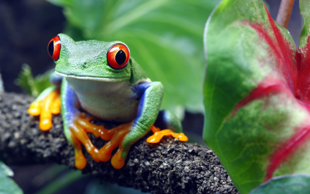 Frog red eyes branch leaves free wallpaper for desktop - medium preview image