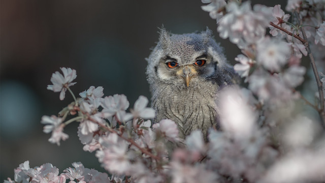Small owl branch pink flowers free wallpaper for desktop - medium preview image