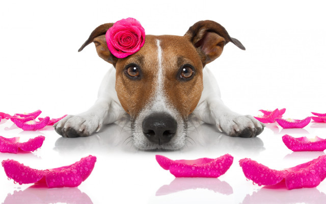 Dog pink rose petals black free wallpaper for desktop - medium preview image