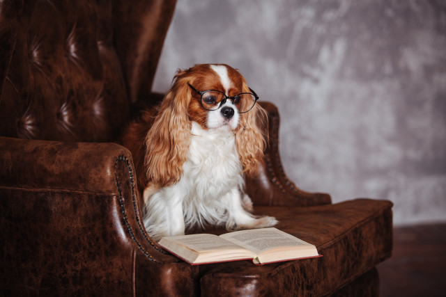 Dog glasses chair book portrait free wallpaper for desktop - medium preview image