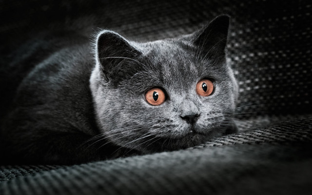 Orange eyed cat sad couch free wallpaper for desktop - medium preview image