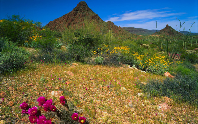 Flower field mountain sky bush free wallpaper for desktop - medium preview image