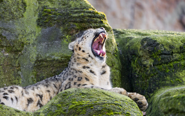 Snow leopard yawning mossy rocks free wallpaper for desktop - medium preview image
