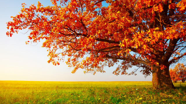 Red leaves tree autumn sky #2 free wallpaper for desktop - medium preview image