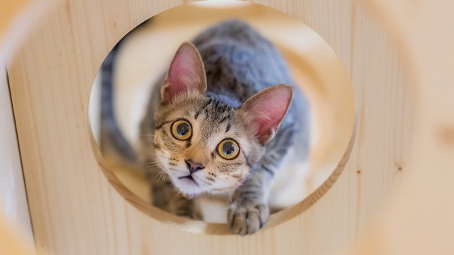 Cat illusion symmetry 3d focus free wallpaper for desktop - medium preview image