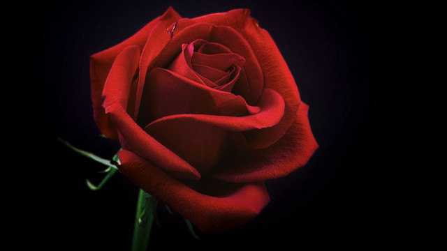 Red rose black background raytraced free wallpaper for desktop - medium preview image