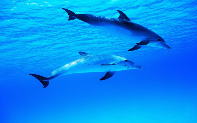 Dolphins ocean underwater blue sunlight free wallpaper for desktop - medium preview image