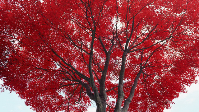 Red tree white sky bench free wallpaper for desktop - medium preview image