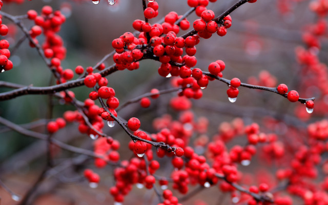 Tree berries water drops autumn free wallpaper for desktop - medium preview image