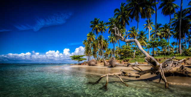 Beach palmtrees clearwater sunny day free wallpaper for desktop - medium preview image