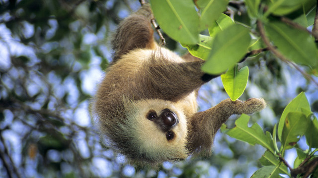 Sloth hanging tree leaves nature free wallpaper for desktop - medium preview image