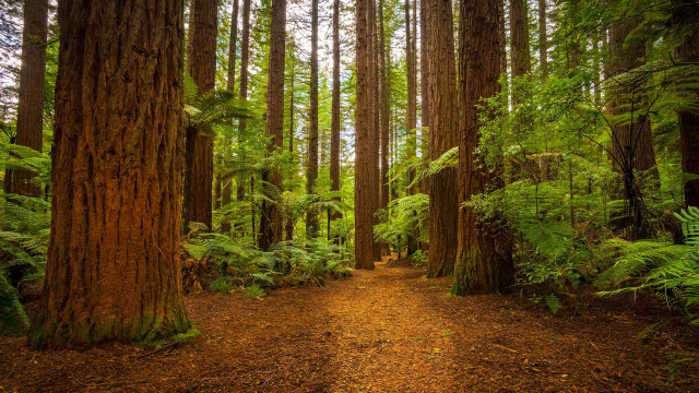 Forest path ruins bushes bridge free wallpaper for desktop - medium preview image