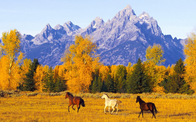 Horses mountains autumn leaves nature free wallpaper for desktop - medium preview image