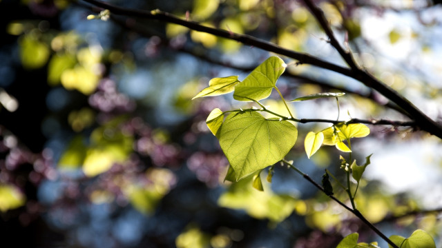 Branch leaves blue sky clouds #3 free wallpaper for desktop - medium preview image