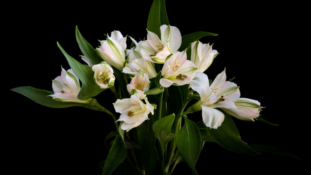 White flower vase stilllife black free wallpaper for desktop - medium preview image
