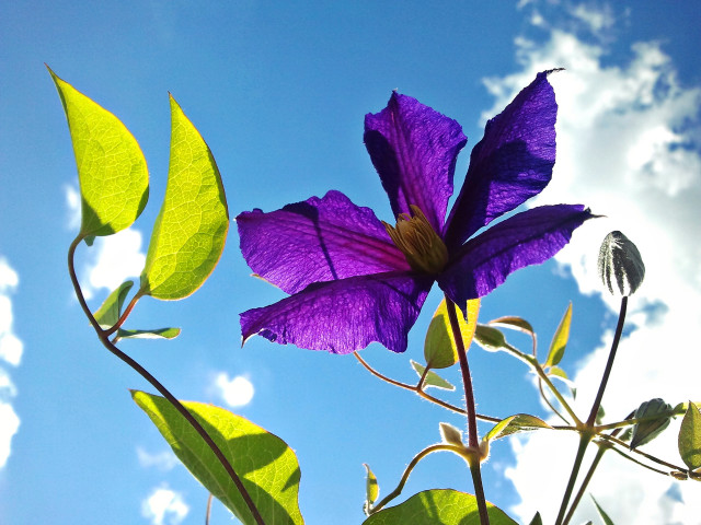 Purple flower green leaves blue #2 free wallpaper for desktop - medium preview image