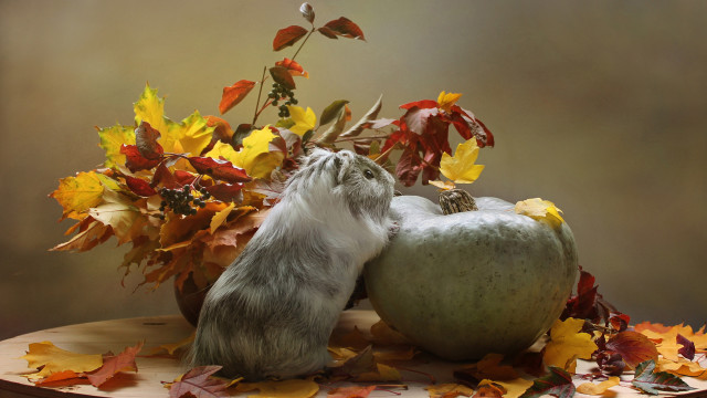 Cat pumpkin leaves plant fire free wallpaper for desktop - medium preview image