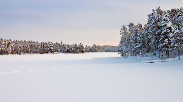 Snowy field benched trees winter free wallpaper for desktop - medium preview image