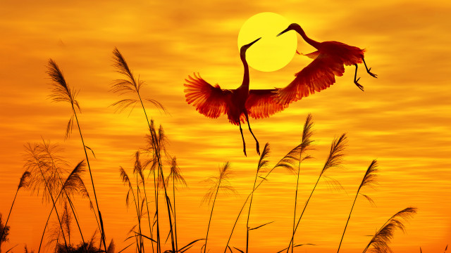Birds sunset grass mountains moon free wallpaper for desktop - medium preview image