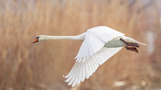 White swan flying dry grass #2 free wallpaper for desktop - medium preview image