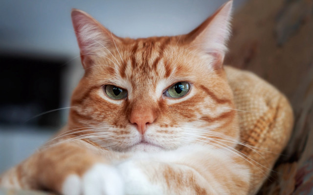 Cat blue eyes chair paw free wallpaper for desktop - medium preview image